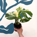 Monstera deliciosa 'Thai Constellation' - Sprouts of Bristol