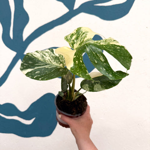 Monstera deliciosa 'Thai Constellation' - Sprouts of Bristol