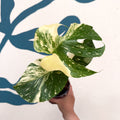 Monstera deliciosa 'Thai Constellation' - Sprouts of Bristol