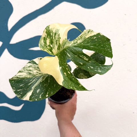 Monstera deliciosa 'Thai Constellation' - Sprouts of Bristol