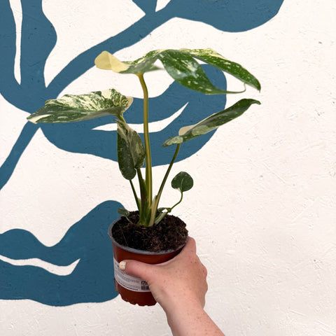 Monstera deliciosa 'Thai Constellation' - Sprouts of Bristol