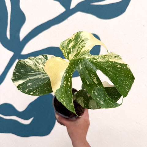 Monstera deliciosa 'Thai Constellation' - Sprouts of Bristol