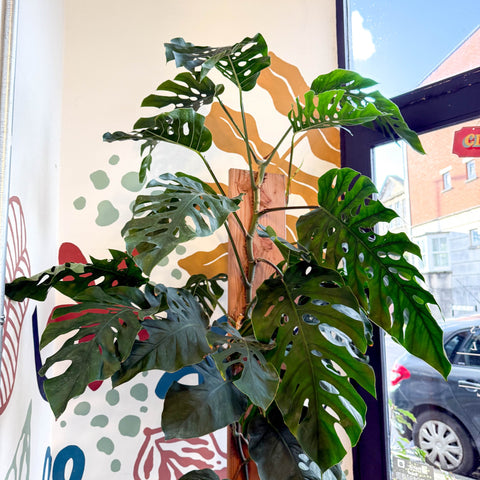 monstera gigantea Monstera dubia – Shingle Plant – Sprouts of Bristol