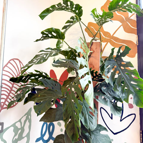monstera shingle plant Monstera dubia – Shingle Plant – Sprouts of Bristol