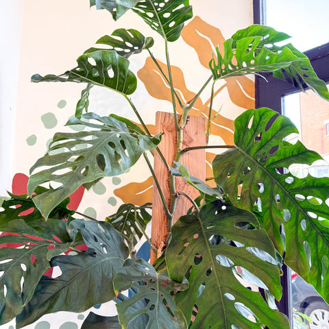 monstera dubia mature plant Monstera dubia – Shingle Plant – Sprouts of Bristol