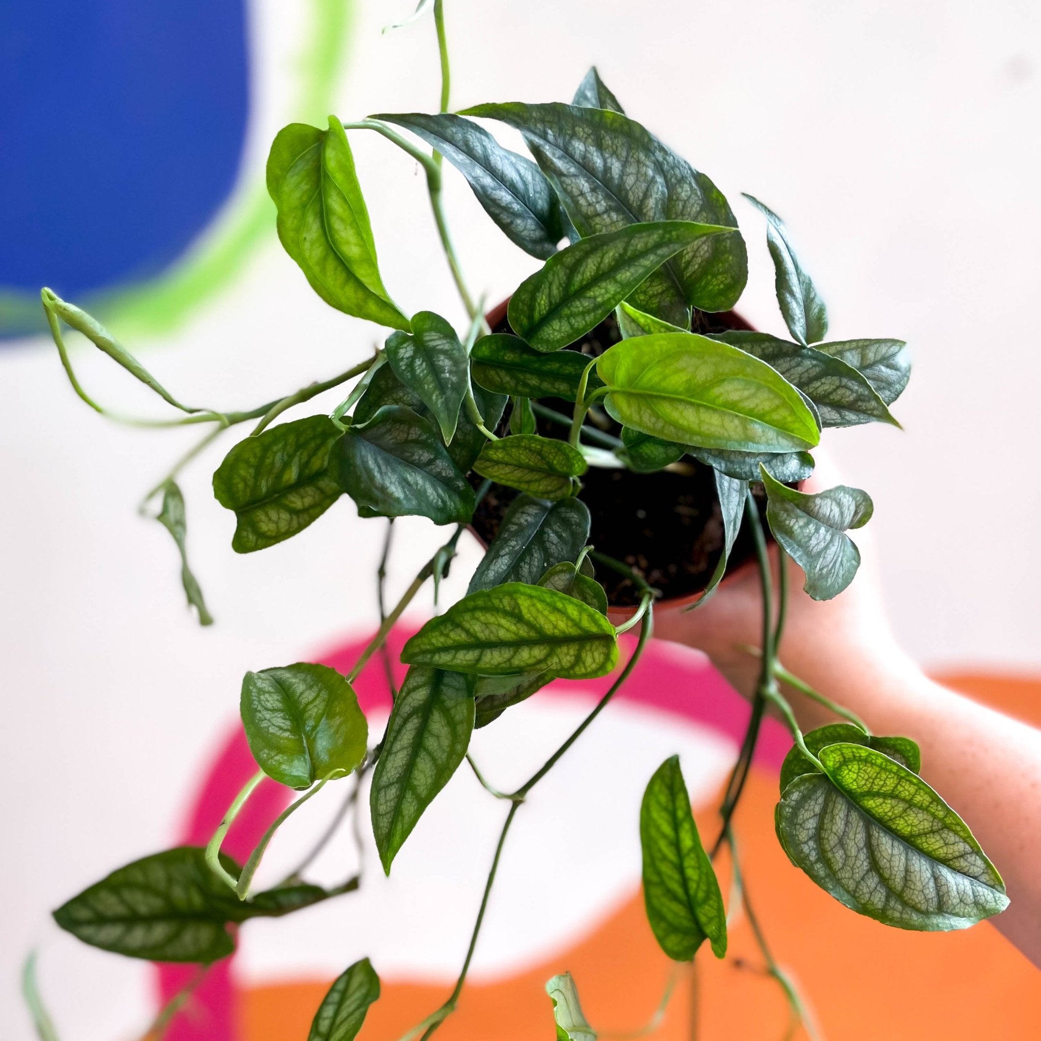 Monstera siltepecana - Silver Vine – Sprouts of Bristol