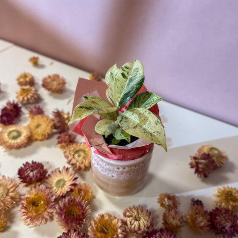 Moonshine Ficus + Morganite Pot - Valentines Bundle - Sprouts of Bristol