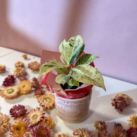 Moonshine Ficus + Morganite Pot - Valentines Bundle - Sprouts of Bristol