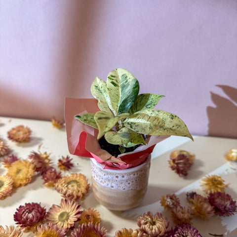 Moonshine Ficus + Morganite Pot - Valentines Bundle - Sprouts of Bristol