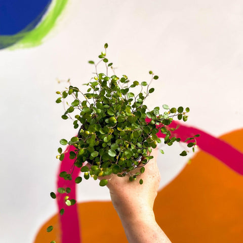 Muehlenbeckia complexa - Maidenhair Vine - Sprouts of Bristol