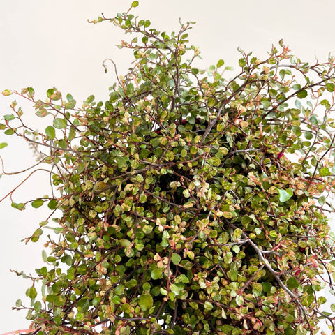 Muehlenbeckia complexa 'Pink Camouflage' - Maidenhair Vine - Sprouts of Bristol