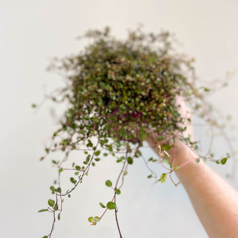 Muehlenbeckia complexa 'Pink Camouflage' - Maidenhair Vine - Sprouts of Bristol