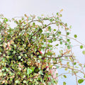 Muehlenbeckia complexa 'Pink Camouflage' - Maidenhair Vine - Sprouts of Bristol