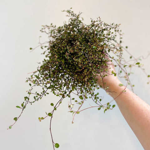 Muehlenbeckia complexa 'Pink Camouflage' - Maidenhair Vine - Sprouts of Bristol