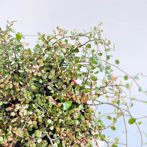 Muehlenbeckia complexa 'Pink Camouflage' - Maidenhair Vine - Sprouts of Bristol