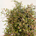 Muehlenbeckia complexa 'Pink Camouflage' - Maidenhair Vine - Sprouts of Bristol