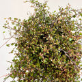 Muehlenbeckia complexa 'Pink Camouflage' - Maidenhair Vine - Sprouts of Bristol