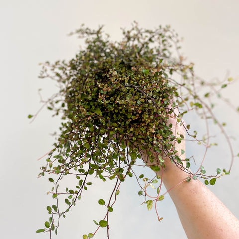 Muehlenbeckia complexa 'Pink Camouflage' - Maidenhair Vine - Sprouts of Bristol