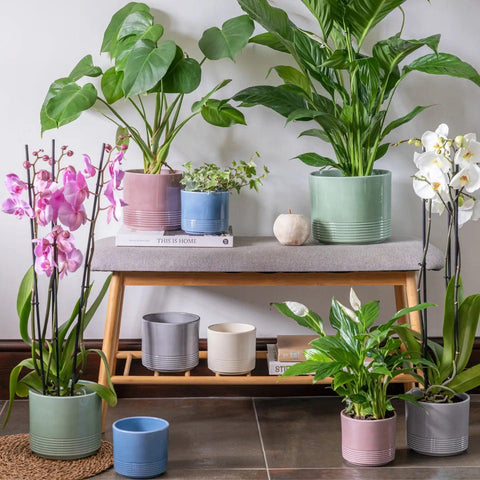 Munich Gloss Planter - Sprouts of Bristol