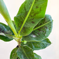 Musa acuminata - Dwarf Cavendish Banana Plant - Sprouts of Bristol