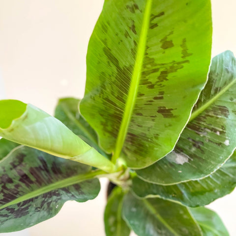 Musa acuminata - Dwarf Cavendish Banana Plant - Sprouts of Bristol