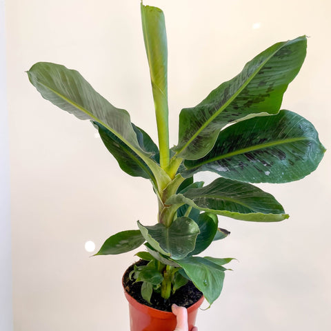 banana plant indoor uk Musa acuminata 'Dwarf Cavendish'