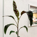 Musa acuminata 'Zebrina' - Blood Banana - Sprouts of Bristol
