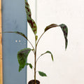 Musa acuminata 'Zebrina' - Blood Banana - Sprouts of Bristol