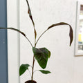 Musa acuminata 'Zebrina' - Blood Banana - Sprouts of Bristol