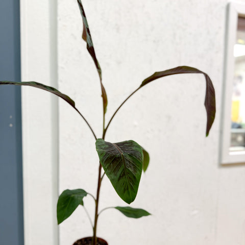 Musa acuminata 'Zebrina' - Blood Banana - Sprouts of Bristol