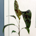Musa acuminata 'Zebrina' - Blood Banana - Sprouts of Bristol