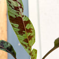 Musa acuminata 'Zebrina' - Blood Banana - Sprouts of Bristol
