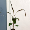 Musa acuminata 'Zebrina' - Blood Banana - Sprouts of Bristol