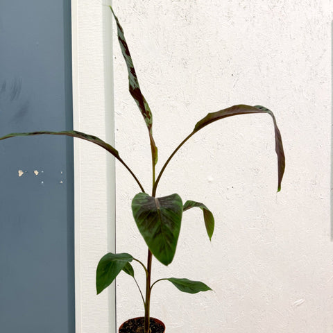 Musa acuminata 'Zebrina' - Blood Banana - Sprouts of Bristol