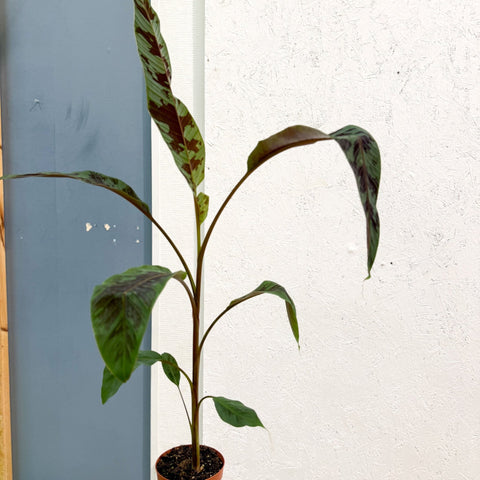 Musa acuminata 'Zebrina' - Blood Banana - Sprouts of Bristol