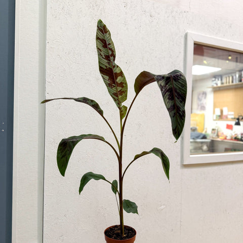 Musa acuminata 'Zebrina' - Blood Banana - Sprouts of Bristol