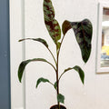 Musa acuminata 'Zebrina' - Blood Banana - Sprouts of Bristol