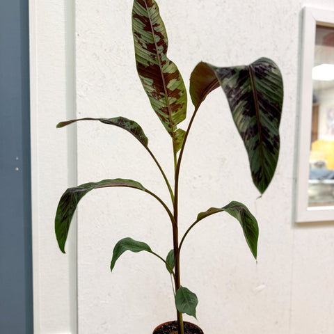 Musa acuminata 'Zebrina' - Blood Banana - Sprouts of Bristol