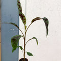 Musa acuminata 'Zebrina' - Blood Banana - Sprouts of Bristol