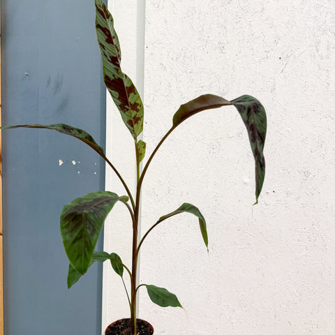 Musa acuminata 'Zebrina' - Blood Banana - Sprouts of Bristol