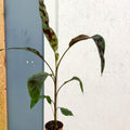 Musa acuminata 'Zebrina' - Blood Banana - Sprouts of Bristol
