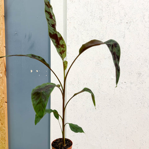 Musa acuminata 'Zebrina' - Blood Banana - Sprouts of Bristol