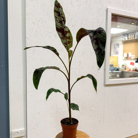 Musa acuminata 'Zebrina' - Blood Banana - Sprouts of Bristol