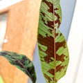 Musa acuminata 'Zebrina' - Blood Banana - Sprouts of Bristol