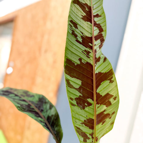 Musa acuminata 'Zebrina' - Blood Banana - Sprouts of Bristol