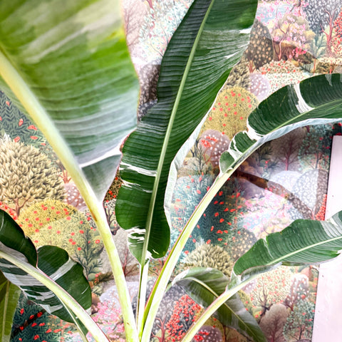 variegated banana plant indoor Musa 'Florida Variegata'