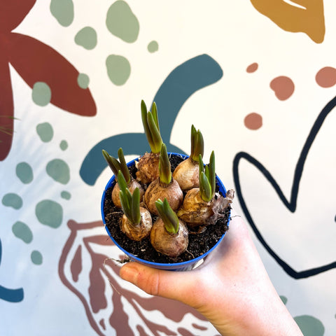 Muscari 'Blue Magic' - Potted Blue Grape Hyacinth Bulbs - Sprouts of Bristol