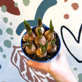 Muscari 'Blue Magic' - Potted Blue Grape Hyacinth Bulbs - Sprouts of Bristol