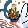 Muscari 'Blue Magic' - Potted Blue Grape Hyacinth Bulbs - Sprouts of Bristol