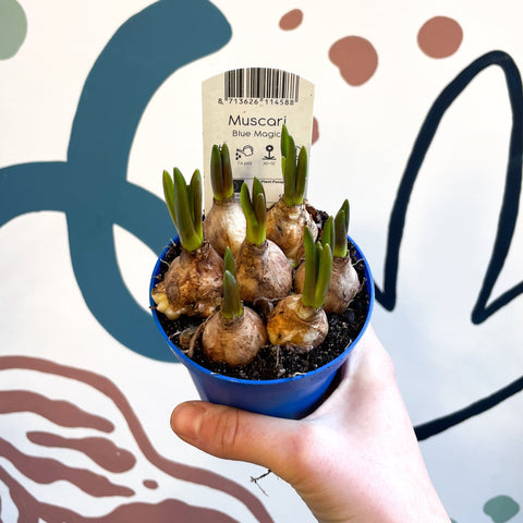 Muscari 'Blue Magic' - Potted Blue Grape Hyacinth Bulbs - Sprouts of Bristol